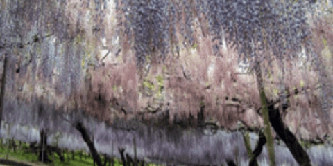 Oι κρεμαστοί κήποι... της Ιαπωνίας