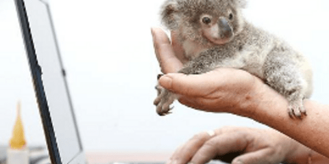 Μικροσκοπικό κοάλα με τάσεις αυτοκτονίας υιοθετήθηκε από μία Αυστραλή [εικόνες]