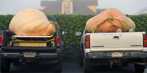 Η μάχη της κολοκύθας ξεκίνησε στις ΗΠΑ -Το Halloween έρχεται