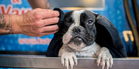 Χαράς Ευαγγέλια για τους τετράποδους φίλους: Στην Ουγγαρία άνοιξε 24ωρο κομμωτήριο σκύλων – Φωτογραφία: EPA/TAMAS SOKI HUNGARY OUΤ