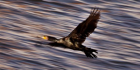 Το πέταγμα του κορμοράνου, σε ποτάμι της Φρανκφούρτης -Φωτογραφία: AP Photo/Michael Probst