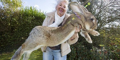 Koυνελάκι... γίγαντας! [εικόνα]