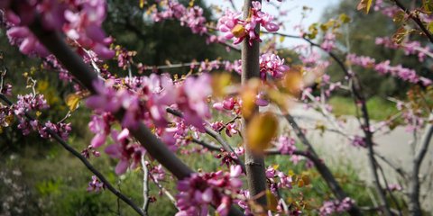 Τα χρώματα της ελληνικής φύσης την Μεγάλη Εβδομάδα -Φωτογραφία: EUROKINISSI/ΚΟΝΤΑΡΙΝΗΣ ΓΙΩΡΓΟΣ