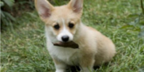 Τα ομορφότερα κουτάβια που απαθανάτισε ο φωτογραφικός φακός [εικόνες] 