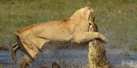 Λέαινα τα βάζει με κροκόδειλο για να προστατέψει τα μικρά της