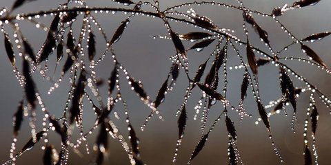 Με την πρώτη ματιά, μοιάζει με περίτεχνο κόσμημα. Αν κοιτάξεις λίγο πιο προσεκτικά, διακρίνεις τις δροσοσταλιές του πρωινού πάνω σε λεπτά κλαδάκια με φύλλα. Ενα κόσμημα που μόνο η φύση μπορεί να φτιάξει. Το τέλειο οπτικό δώρο για τη σημερινή Παγκόσμια Ημέ