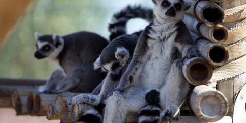 Λεμούριοι στο Αττικό Ζωολογικό Πάρκο ψάχνουν λίγη σκιά...