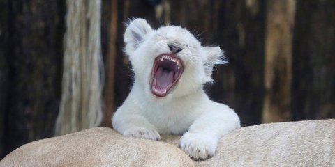 Γερμανία, Μαγδεμβούργο: Λευκό λιονταράκι υποδέχεται με χασμουρητό την άνοιξη -Φωτογραφία: Peter Gercke/dpa via AP