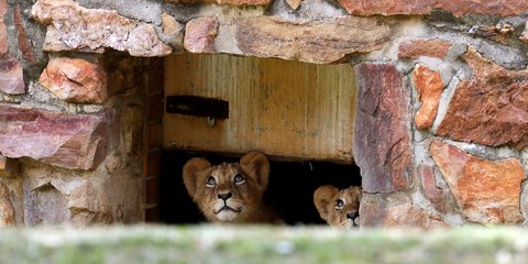 Το παιχνίδι - και συγκεκριμένα το κρυφτό - δεν είναι μόνο ανθρώπινη εφεύρεση-Φωτογραφία: AP Photo/Themba Hadebe