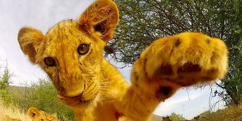 Η πρώτη selfie φωτογραφία λιονταριού 