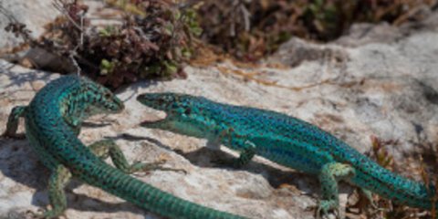 Η πολύχρωμη εντυπωσιακή σαύρα της Φορμεντέρα [εικόνες]