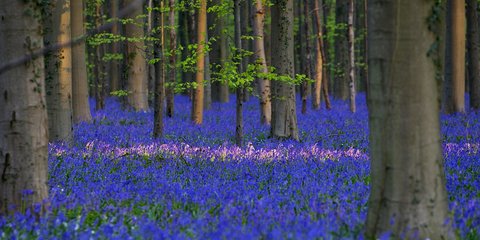 Ανθισε το μπλε δάσος του Χάλε στο Βέλγιο