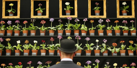 «Η εικόνα της ημέρας»: Πώς είναι μια έκθεση φυτών στην Αγγλία 