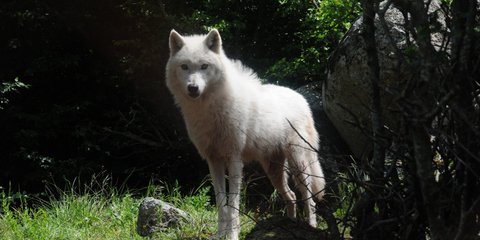 Ενας λευκός λύκος, από την αγέλη των έξι άγριων ζώων από την Ιταλία που φιλοξενεί ο Αρκτούρος -Φωτογραφία: ΜΚΟ ΑΡΚΤΟΥΡΟΣ