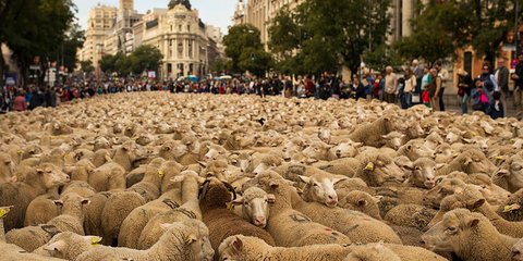Βόλτα στη Μαδρίτη για χιλιάδες πρόβατα 
