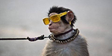 Ενας χαμογελαστός ουρακοτάγκος... 