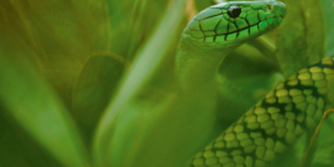 Δηλητήριο που σώζει ζωές - Θανατηφόρα φίδια με θαυματουργά δόντια [εικόνες] 