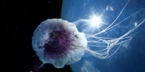 Δείτε τις «εξωγήινες» μέδουσες-βαμπίρ των νορβηγικών φιορδ [εικόνες]