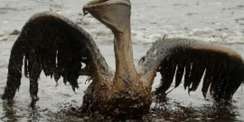 Η οικολογική καταστροφή στον Κόλπο του Μεξικού μέσα από το φωτογραφικό φακό