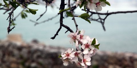 Ανθισμένη αμυγδαλιά στο Ναύπλιο