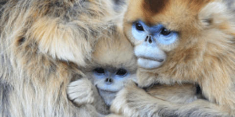 Γνωρίστε τις «ψηλομύτες» μαϊμούδες της Κίνας [εικόνες]