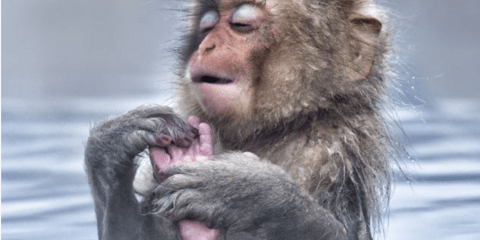 Ιαπωνικοί μακάκοι βουτάνε στο νερό για να προφυλαχθούν από το χιόνι