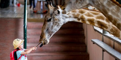 Ταΐζοντας μια καμηλοπάρδαλη... 