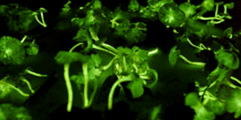 Φωσφοριζέ μανιτάρια και φυτό - τουαλέτα βρέθηκαν στο Βόρνεο της Ασίας [εικόνες]