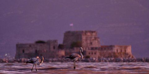 Φοινικόπτερα στο Ναύπλιο