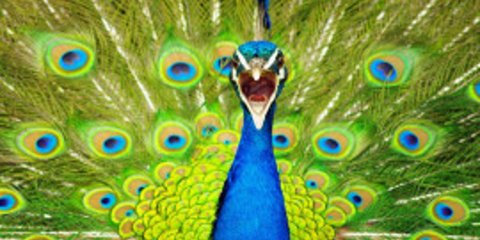 Οι ομορφότερες φωτογραφίες ζώων απο το National Geographic [εικόνες]