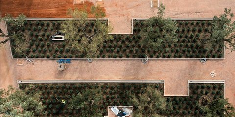 Σαν πίνακας ζωγραφικής -Δενδροφύτευση στο Κέντρο Πολιτισμού Ιδρυμα Σταύρος Νιάρχος.