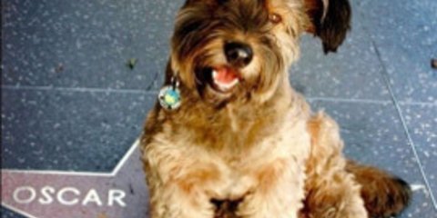 Ο τετράποδος Φιλέας Φογκ γλίτωσε από την ευθανασία και γύρισε όλο τον κόσμο 