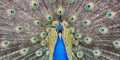 Ανοιξε τα φτερά του στο φωτογραφικό φακό