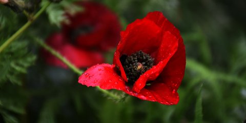 Σταγόνες βροχής σε μια ανθισμένη παπαρούνα -Φωτογραφία: Eurokinissi-ΠΑΠΑΔΟΠΟΥΛΟΣ ΒΑΣΙΛΗΣ