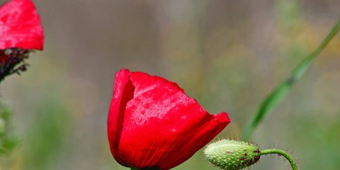 Ανθισμένες παπαρούνες στην περιοχή του Ναυπλίου -Φωτογραφία: ΑΠΕ-ΜΠΕ/ΜΠΟΥΓΙΩΤΗΣ ΕΥΑΓΓΕΛΟΣ