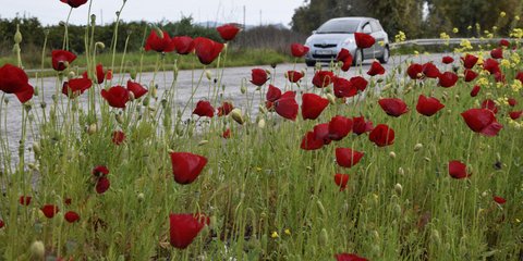 Παπαρούνες «φωνάζουν» την Ανοιξη στην Ακροναυπλία -Φωτογραφία: Eurokinissi-ΠΑΠΑΔΟΠΟΥΛΟΣ ΒΑΣΙΛΗΣ