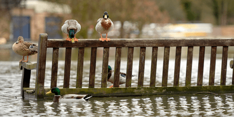 Η Βρετανία έγινε λίμνη: Πάπιες κολυμπάνε στη μέση του πάρκου στο Οξφορντσαιρ
