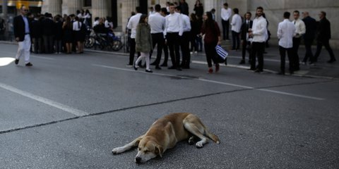 Μαθητική παρέλαση στη Θεσσαλονίκη -Ευκαιρία για χουζούρι για τον σκυλάκο- Φωτογραφία: Konstantinos Tsakalidis / SOOC