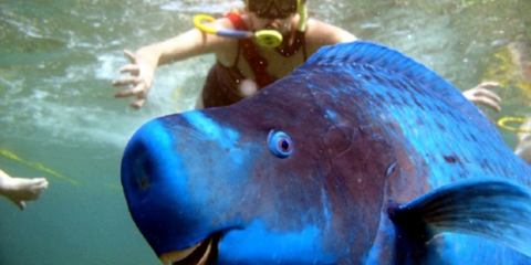 Η εικόνα της ημέρας: Ψάρι κάνει... photobombing