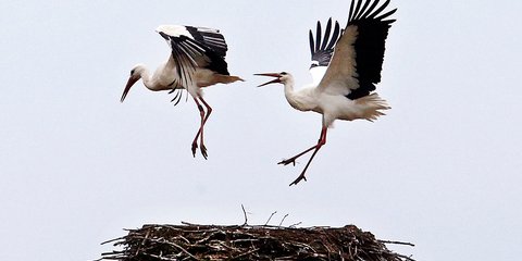 Ανοιξιάτικοι έρωτες πελαργών στη Φρανκφούρτη - Φωτογραφία: AP Photo/Michael Probst