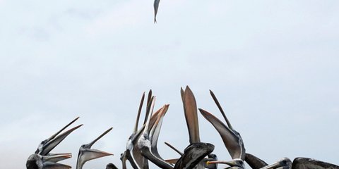 Στο κυνήγι του... ψαριού