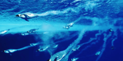 Τι κάνει τους αυτοκρατορικούς πιγκουίνους τόσο δεινούς κολυμβητές; [εικόνες]