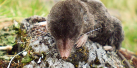 Νέα άγνωστα είδη ζώων εντοπίστηκαν από ερευνητές σε δάσος του Περού