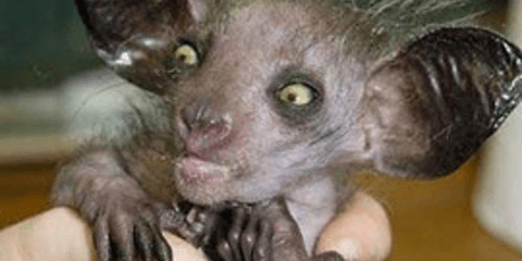 Δείτε τα δέκα πιο τρομακτικά αλλά και πιο ακίνδυνα ζώα του κόσμου