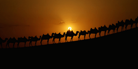 Οι καμήλες παρατεταμένες στους αμμόλοφους της ερήμου Ξιανγκσουαγουάν στην επαρχία της Μογγολίας στην Κίνα περιμένουν τους πλούσιους επισκέπτες του Desert Lotus Hotel για μια βόλτα στη μέση του πουθενά