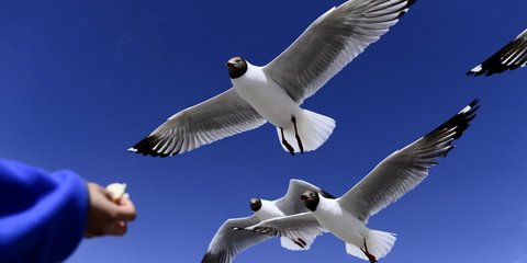 Το τάισμα των γλάρων 