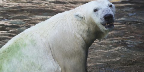 H πολική αρκούδα του ζωολογικού κήπου Yokohama κοντά στο Τόκιο ψάχνει τρόπους να δροσιστεί, καθώς κύμα καύσωνα σαρώνει τη χώρα.
