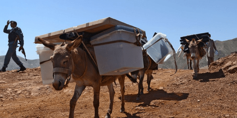 Γαϊδουρινή υπομονή