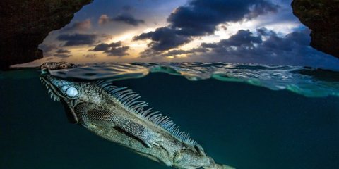 Ενα θηλυκό πράσινο ιγκουάνα επιπλέει με... χάρη στην επιφάνεια του νερού μέσα σε μία σπηλιά σε νησί της Καραϊβικής, την ώρα που ο ήλιος δύει. Το στιγμιότυπο απαθανάτισε ο φωτογράφος Λορέντζο Μιτίγκα για το πρακτορείο Solent News.