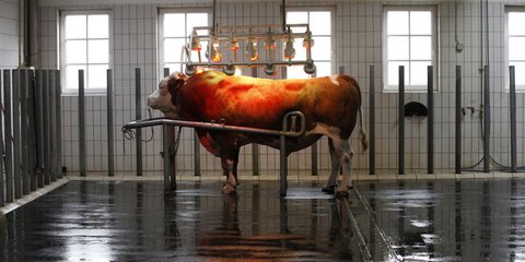 Ενας ταύρος αναπαραγωγής απολαμβάνει σολάριουμ σε κέντρο τεχνητής γονιμοποίησης στην Αυστρία. Ο υπέρυθρος φωτισμός χρησιμοποιείται για την χαλάρωση των μυών του. Το συγκεκριμένο κέντρο εξάγει σπέρμα βοοειδών σε περισσότερες από 52 χώρες παγκοσμίως